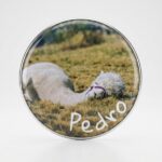 Magnes - Pedro